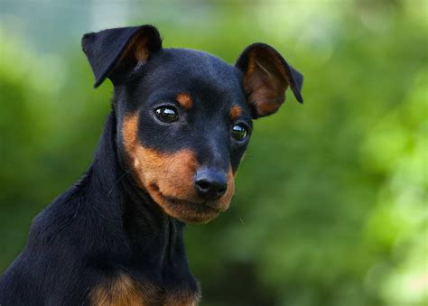 small dog breeds that are friendly